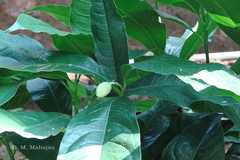 Magnolia pumila